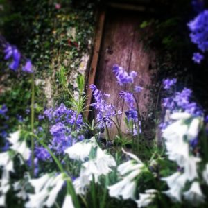 Spring bluebells and snowdrops